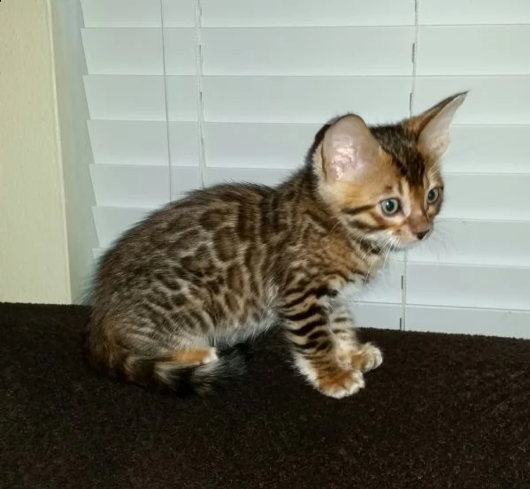 offro in regalo bengala cuccioli con pedigree . cuccioli di bengala siamo urgentemente alla ricerca 