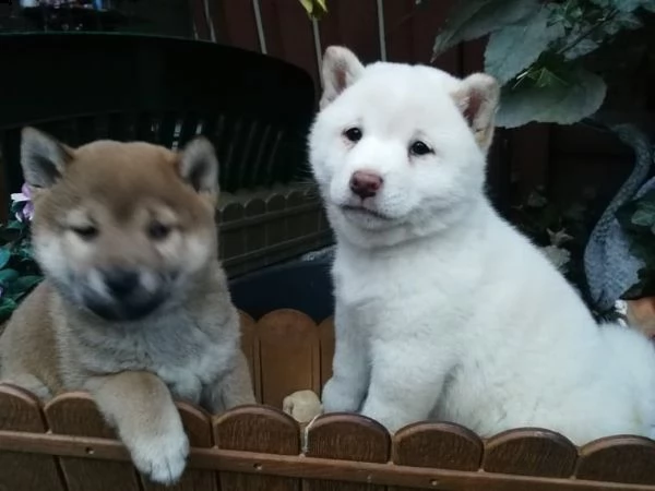 cuccioli shiba inu addestrati in vendita