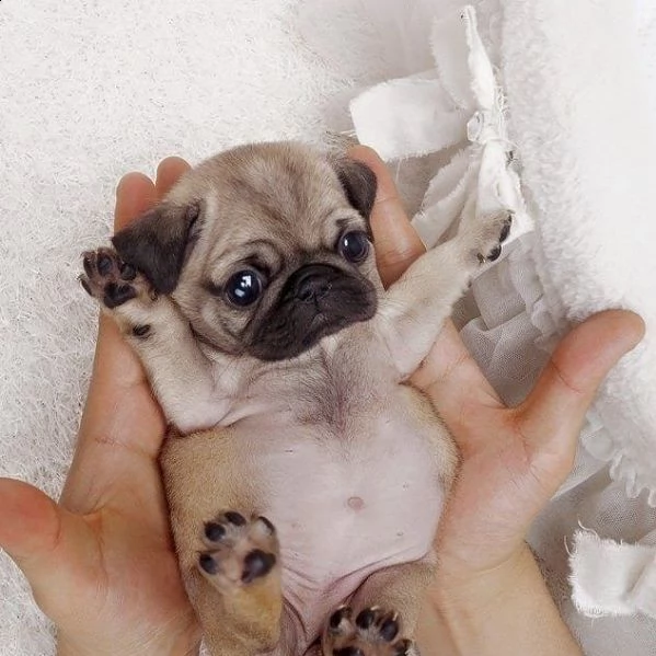 cuccioli di carlino disponibile per l'adozione ,statura molto piccola, i cuccioli hanno circa 2 mesi