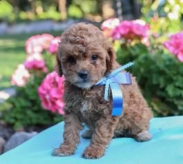 offro in regalo barboncino cuccioli con pedigree . cuccioli di  barboncino siamo urgentemente alla r