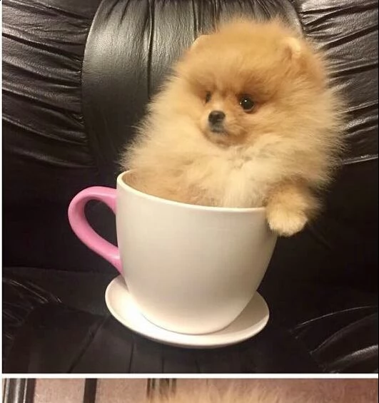 regalo  volpino pomerania mini toy 
