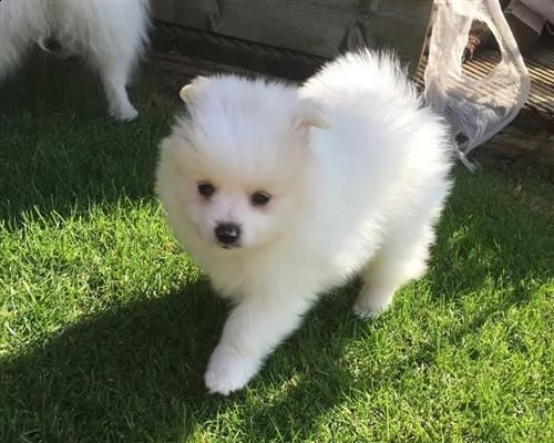 cucciola mini toy di razza volpino di pomerania . | Foto 0