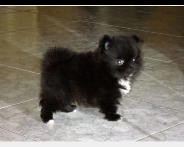 cucciola mini toy di razza volpino di pomerania .