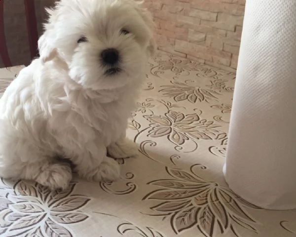 cuccioli di maltese | Foto 0