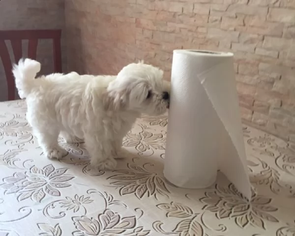cuccioli di maltese
