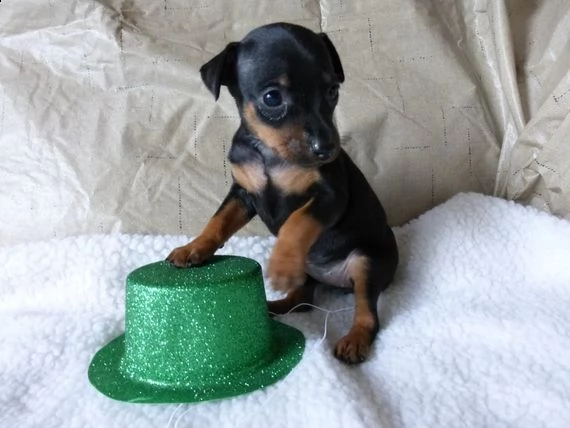 regalo cuccioli di pinscher'''''''