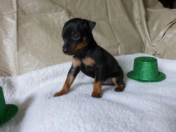 regalo cuccioli di pinscher''''''' | Foto 0