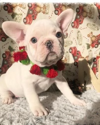 bouledogue francese cuccioli