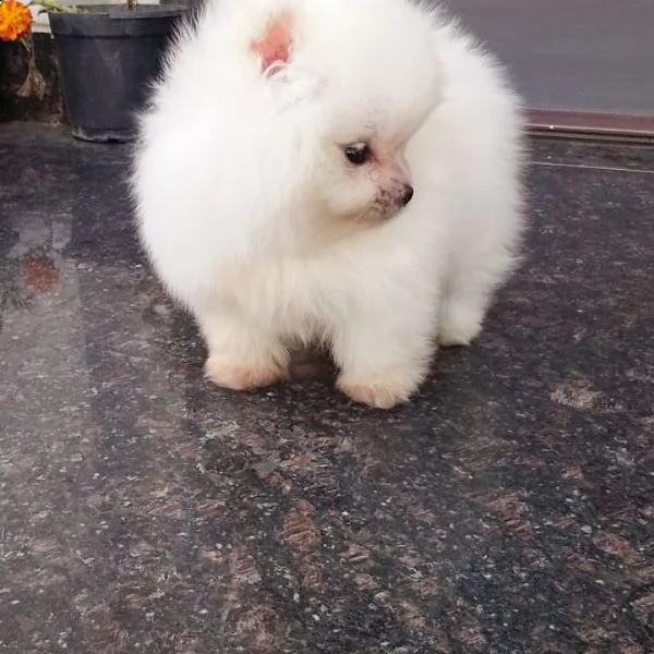 regalo  volpino pomerania mini toy  | Foto 0