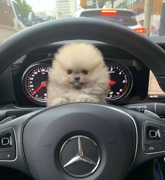 regalo  volpino pomerania mini toy 