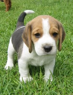 beagle disponibili