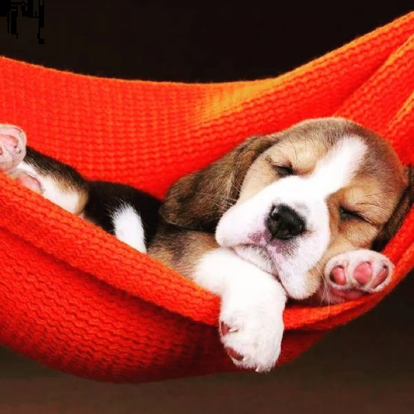 regalo beagle 