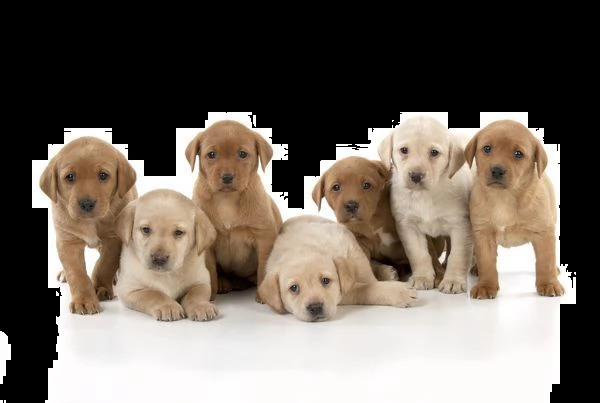labrador retriever cuccioli in vendita