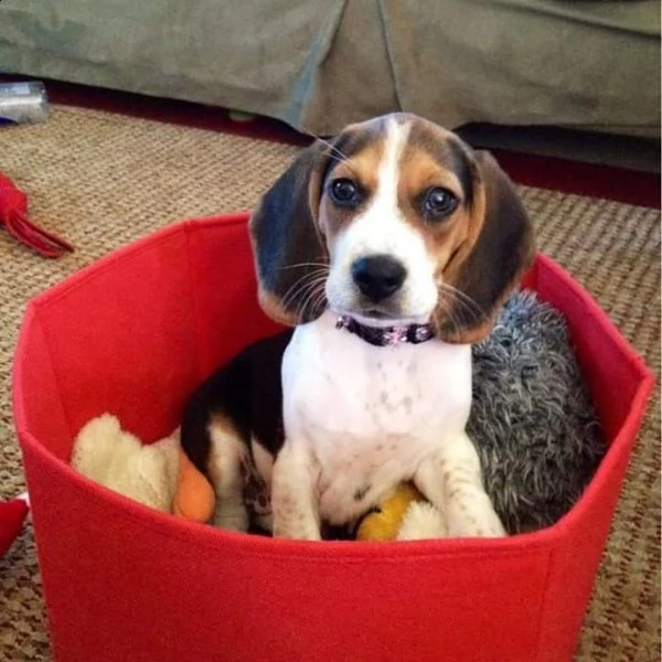 regalo beagle
