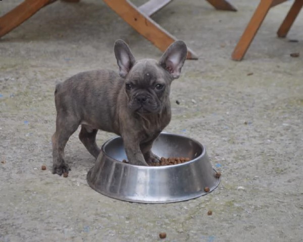 cuccioli di bouledogue francesi disponibili | Foto 0
