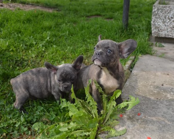 cuccioli di bouledogue francesi disponibili