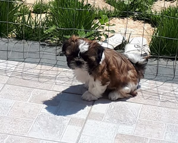 bellissimi cuccioli di shih tzu 
