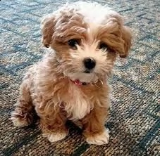 offro in adozione cucciolata di micro barboncino prestigiosa e favolosi cucciolato e cucciolata di  