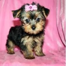 offro in adozione cucciolata di micro york shires toy cuccioli prestigiosa e favolosi cucciolato e c