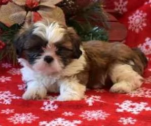  cuccioli shih tzu adorabili cuccioli e carino maschi e femmine. i nostri cuccioli sono 3 mesi di et | Foto 0