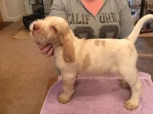  offro in regalo spinone italiano cuccioli con pedigree . cuccioli di spinone italiano siamo urgente