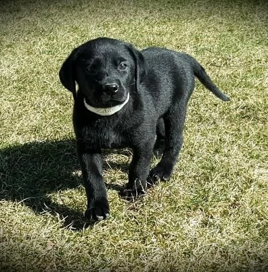 bello labrador , maschio e femmina, in regalo