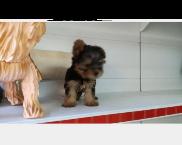 yorkshire mini toy cuccioli consegna a domicilio | Foto 0
