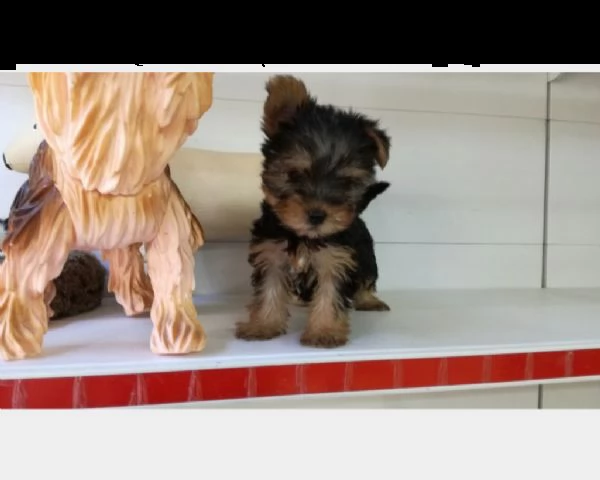 yorkshire mini toy cuccioli consegna a domicilio