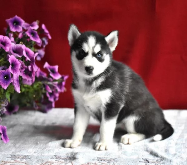 splendido husky siberiano