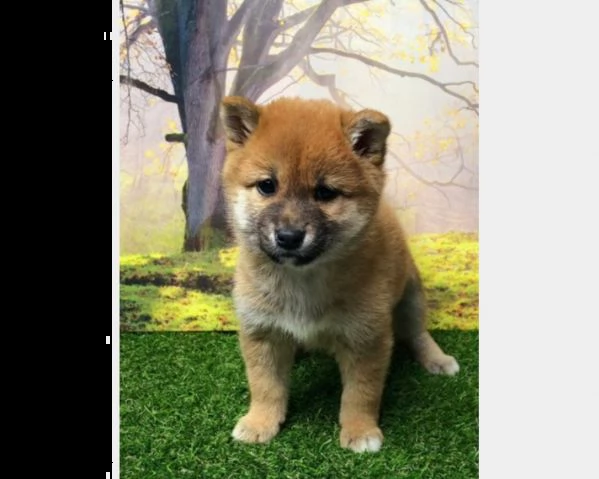 cuccioli di shiba inu | Foto 0