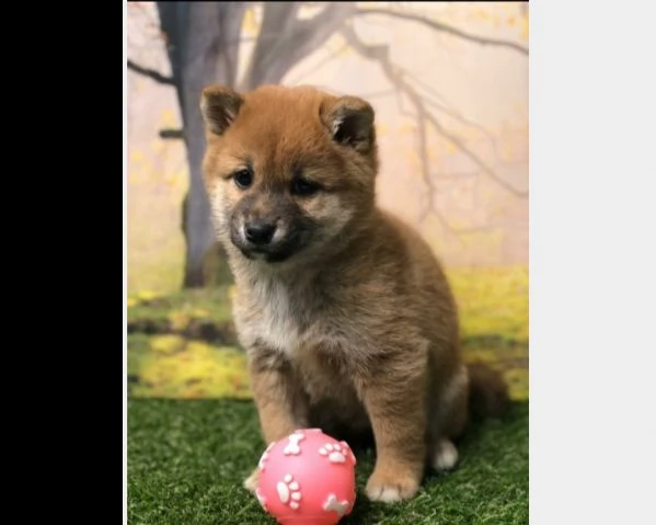 cuccioli di shiba inu