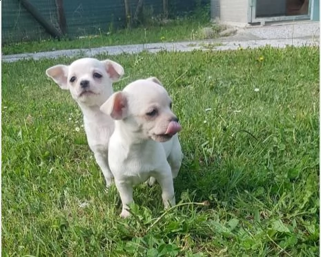 cuccioli di chihuahua con pedigree | Foto 0