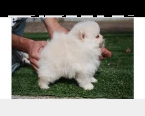 cucciola di spizt di pomerania