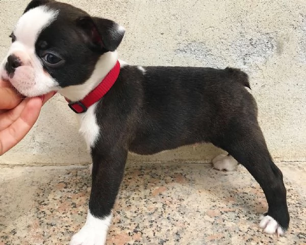 cucciolo maschio boston terrier