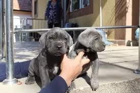  offro in regalo cane corso cuccioli con pedigree . cuccioli di cane corso siamo urgentemente alla r