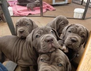 cuccioli di mastino napoletano siamo urgentemente alla ricerca di una nuova casa per i nostri cuccio