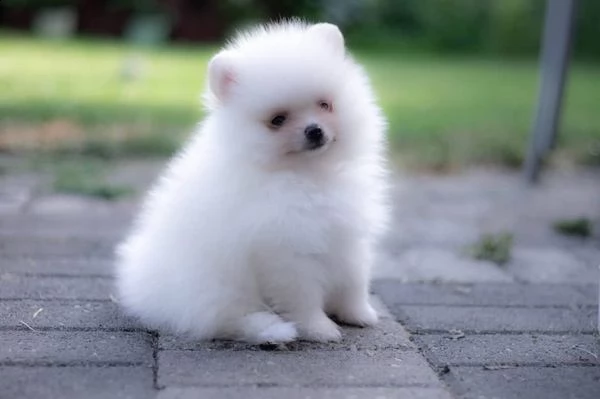 cucciolo di volpino pomerania.
