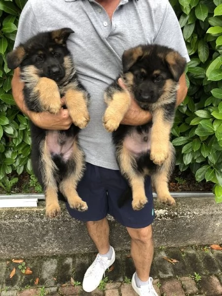 pastore tedesco (solo maschietti)