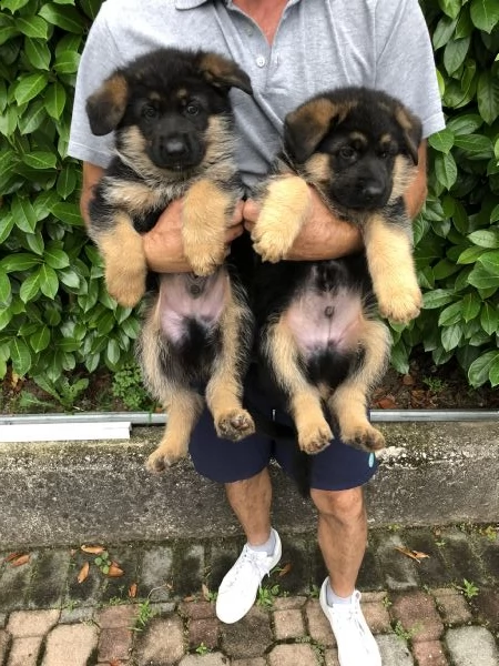 pastore tedesco (solo maschietti) | Foto 2