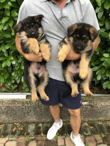 pastore tedesco (solo maschietti) | Foto 1