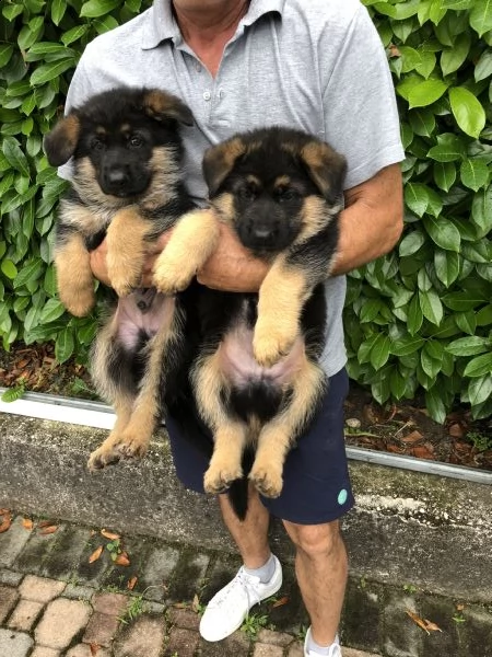 pastore tedesco (solo maschietti) | Foto 0