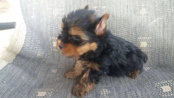 yorkshire (femminuccie) | Foto 1