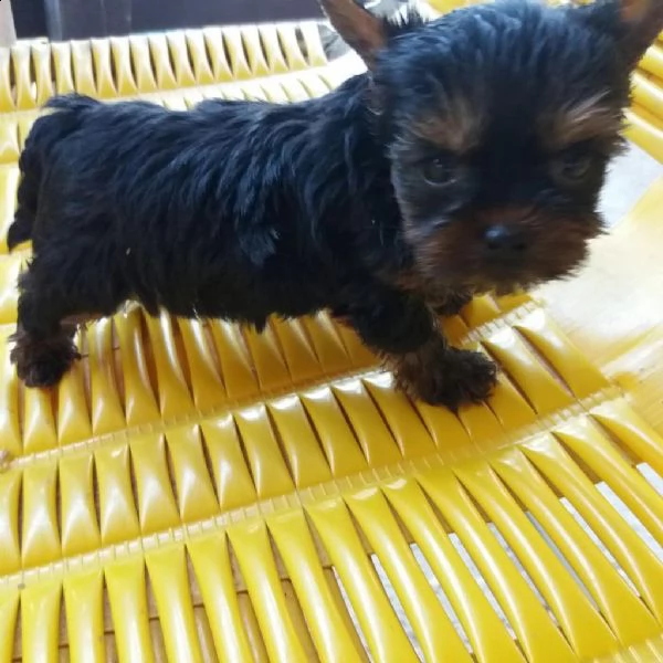 yorkshire (femminuccie)