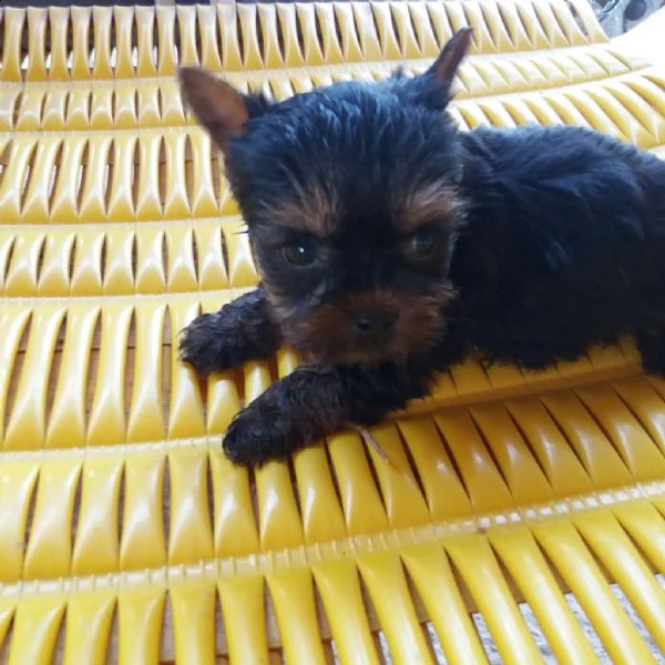 yorkshire (femminuccie) | Foto 0