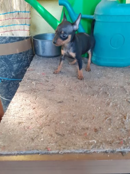 pincher  | Foto 0