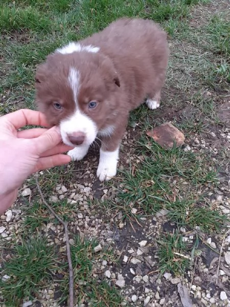 border collie  | Foto 0