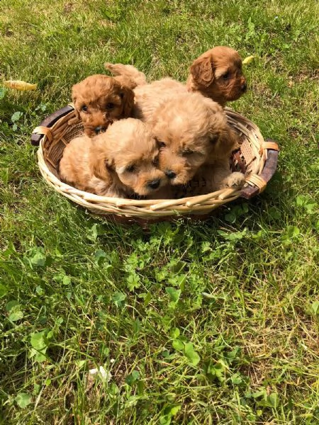 barboncino nano  | Foto 1