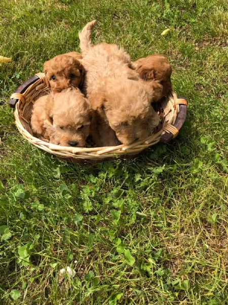 barboncino nano  | Foto 0