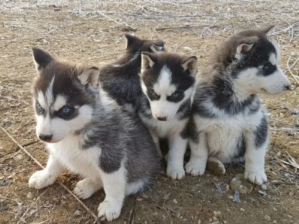siberian husky (solo maschietti)