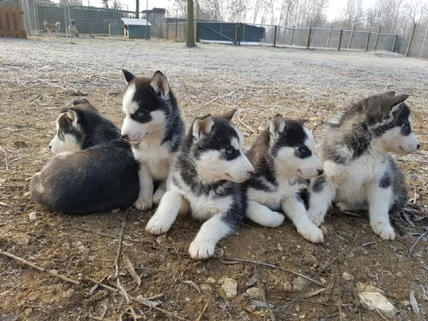 siberian husky (solo maschietti) | Foto 0
